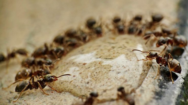 Comment se débarrasser des fourmis 13 astuces efficaces