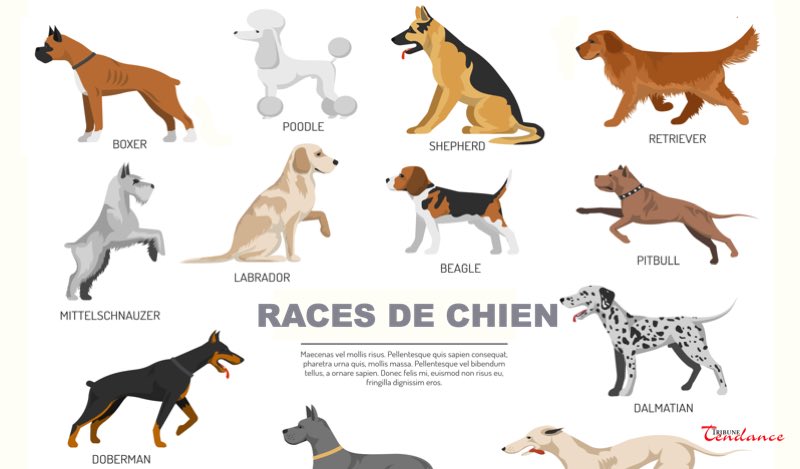 Quelles Sont Les Races De Chiens Qui Vivent Le Plus Longtemps