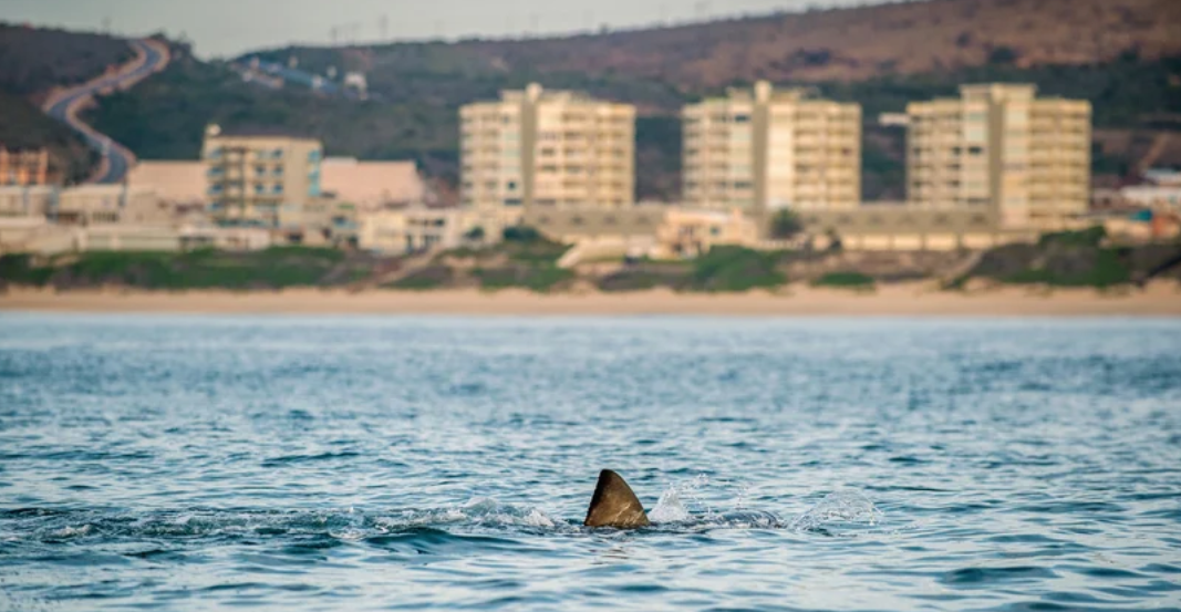 Attaqué mortellement par un requin, il disparaît dans les eaux de la Méditerranée, sous les yeux des témoins impuissants 2 Attaqué mortellement par un requin, il disparaît dans les eaux de la Méditerranée, sous les yeux des témoins impuissants Capture decran 2025 05 03 141925 Attaqué mortellement par un requin, il disparaît dans les eaux de la Méditerranée, sous les yeux des témoins impuissants
