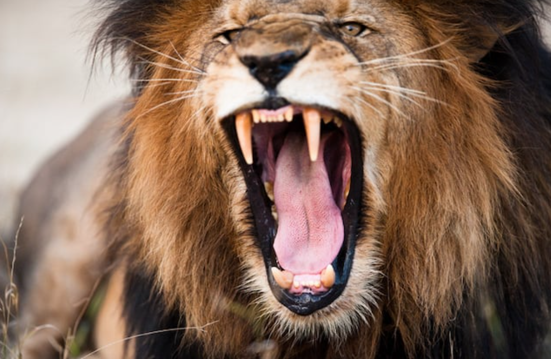 Capture decran 2025 05 03 142623 Tragédie au Kenya : une adolescente de 14 ans attaquée et tuée par un lion, le pays sous le choc