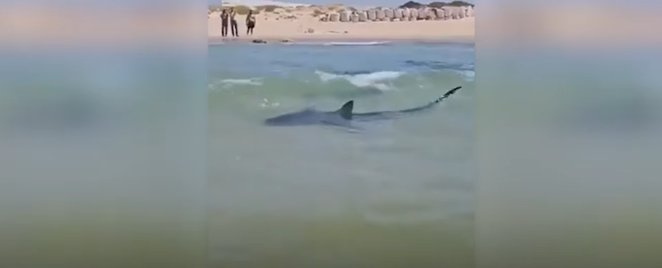 Attaqué mortellement par un requin, il disparaît dans les eaux de la Méditerranée, sous les yeux des témoins impuissants 3 Attaqué mortellement par un requin, il disparaît dans les eaux de la Méditerranée, sous les yeux des témoins impuissants Capture decran 2025 05 03 142706 Attaqué mortellement par un requin, il disparaît dans les eaux de la Méditerranée, sous les yeux des témoins impuissants