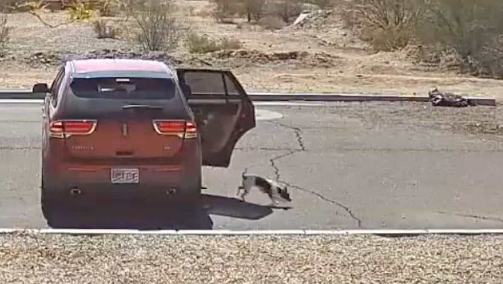 Capture decran 2025 07 21 032635 Une caméra filme un homme abandonnant son chiot avec un "bye bye" glaçant — les images brisent le cœur du web