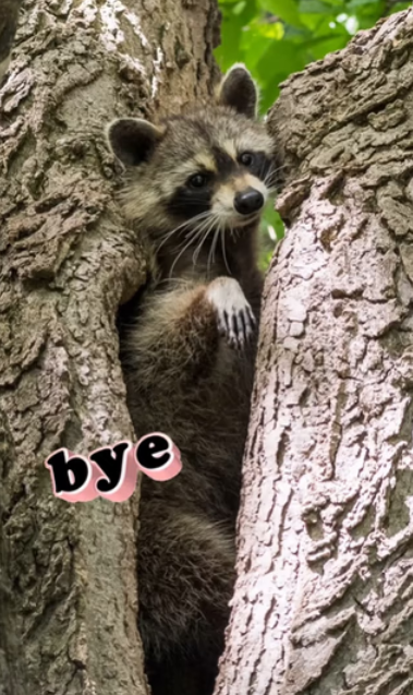 Capture decran 2025 07 23 012004 Sophie Thibault reçoit une visite surprise... perchée dans les arbres!