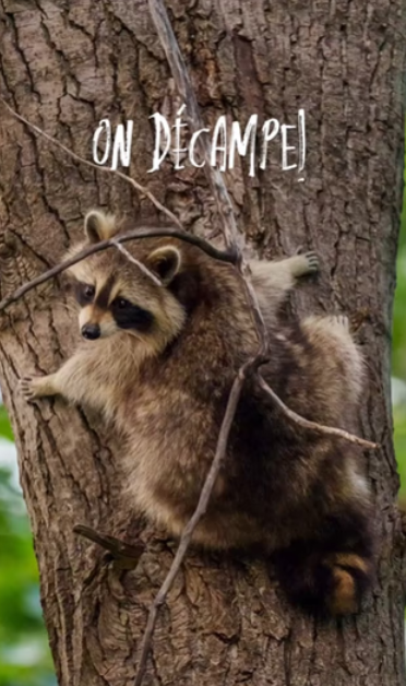 Capture decran 2025 07 23 012009 Sophie Thibault reçoit une visite surprise... perchée dans les arbres!