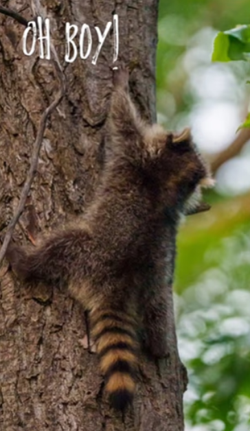 Capture decran 2025 07 23 012015 Sophie Thibault reçoit une visite surprise... perchée dans les arbres!