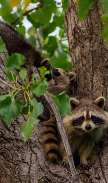 Capture decran 2025 07 23 012021 Sophie Thibault reçoit une visite surprise... perchée dans les arbres!