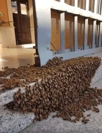 Capture decran 2025 08 15 043018 Si vous voyez cette scène, surtout… ne paniquez pas