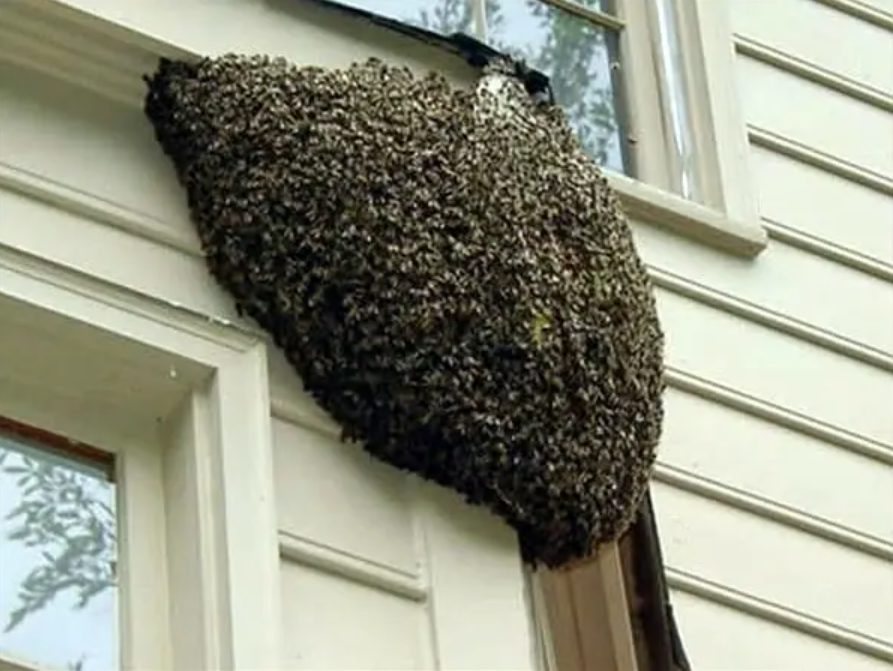 Capture decran 2025 08 15 043322 Si vous voyez cette scène, surtout… ne paniquez pas