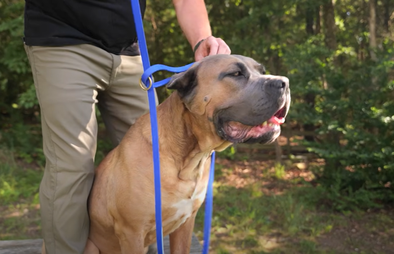 Capture decran 2025 09 27 120830 Comment ARRÊTER une attaque de chien en 3 secondes