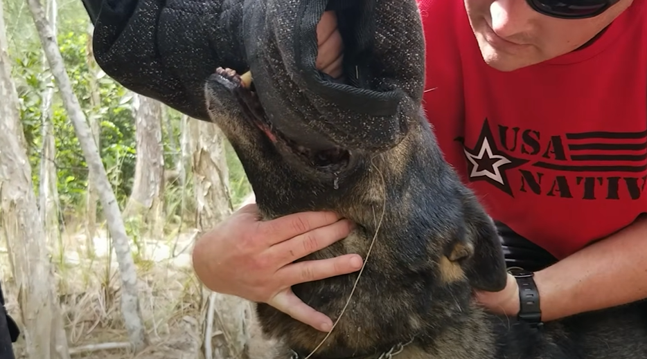 Capture decran 2025 09 27 121017 Comment ARRÊTER une attaque de chien en 3 secondes