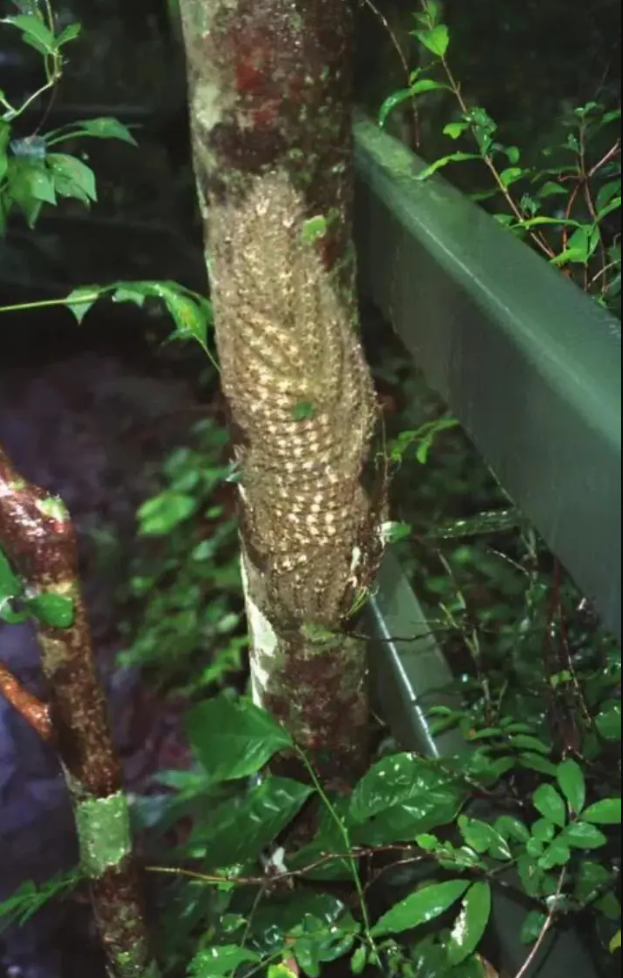 Ce que ma fille a failli toucher aurait pu lui coûter la vie : le danger caché en pleine nature 2 Ce que ma fille a failli toucher aurait pu lui coûter la vie : le danger caché en pleine nature Capture decran 2025 10 19 025542 Ce que ma fille a failli toucher aurait pu lui coûter la vie : le danger caché en pleine nature