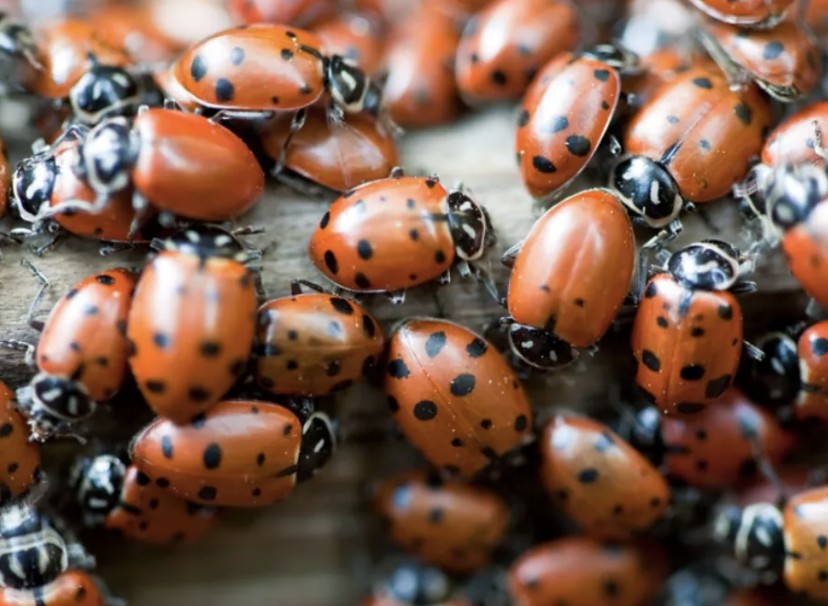 Capture decran le 2025 10 07 a 10.53.47 Infestation de coccinelles : comment s’en débarrasser rapidement dans la maison