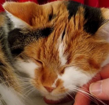 Pourquoi et comment mon chat ronronne-t-il ? 3 Pourquoi et comment mon chat ronronne-t-il ? chat ronronne Pourquoi et comment mon chat ronronne-t-il ?