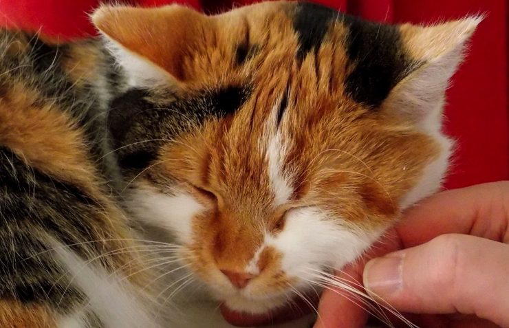 chat ronronne Pourquoi et comment mon chat ronronne-t-il ?