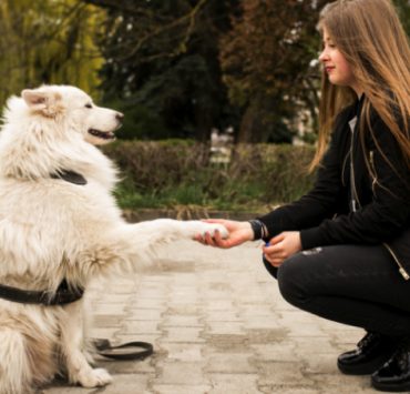 Comment éduquer son chien en seulement 15 minutes par jour ? 3 Comment éduquer son chien en seulement 15 minutes par jour ? comment eduquer un chien Comment éduquer son chien en seulement 15 minutes par jour ?