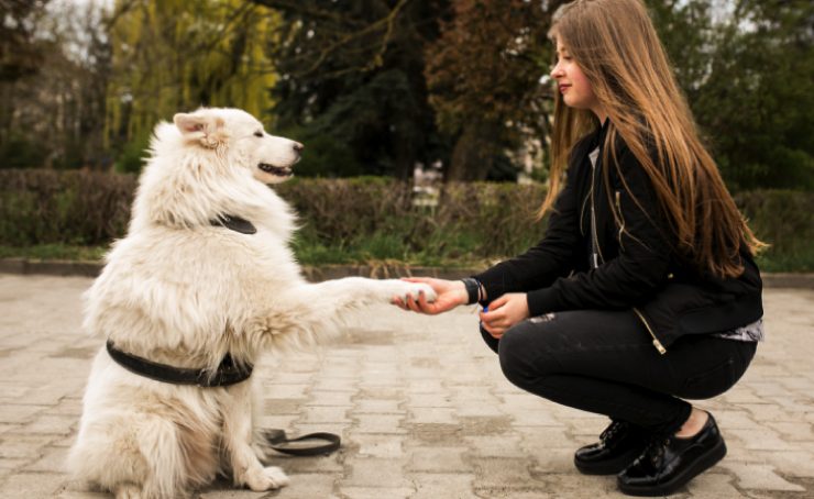 comment eduquer un chien Comment éduquer son chien en seulement 15 minutes par jour ?