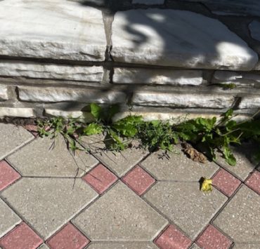 Comment éliminer efficacement les mauvaises herbes ? 2 Comment éliminer efficacement les mauvaises herbes ? comment eliminer les mauvaises herbes jardin pave Comment éliminer efficacement les mauvaises herbes ?