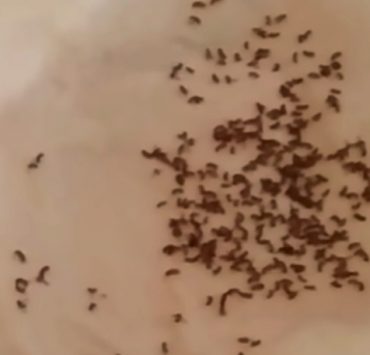 Comment se débarrasser des mouches à fruits : 6 astuces naturelles et efficaces 2 Comment se débarrasser des mouches à fruits : 6 astuces naturelles et efficaces comment se debarrasser des mouches des fruits Comment se débarrasser des mouches à fruits : 6 astuces naturelles et efficaces