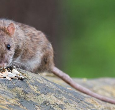 comment se debarrasser des rats a la maison Comment se débarrasser des rats dans la maison : une approche efficace et naturelle