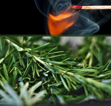 Pourquoi brûler du romarin dans sa maison ? 4 Pourquoi brûler du romarin dans sa maison ? faire bruler romarin pourquoi Pourquoi brûler du romarin dans sa maison ?