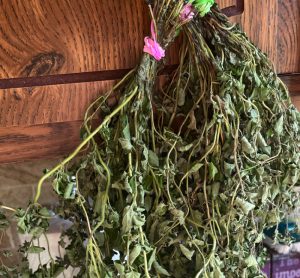 Comment faire sécher l'origan frais ? 2 Comment faire sécher l'origan frais ? faire secher origan Comment faire sécher l'origan frais ?