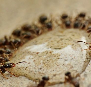 Comment se débarrasser des fourmis : 13 astuces efficaces 9 Comment se débarrasser des fourmis : 13 astuces efficaces fourmis se debarraser astuce naturel Comment se débarrasser des fourmis : 13 astuces efficaces