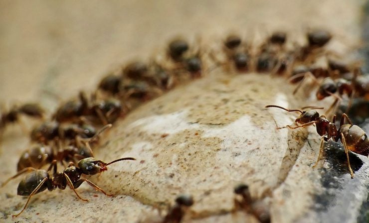 fourmis se debarraser astuce naturel Comment se débarrasser des fourmis : 13 astuces efficaces