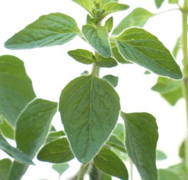 origan frais Comment faire sécher l'origan frais ?