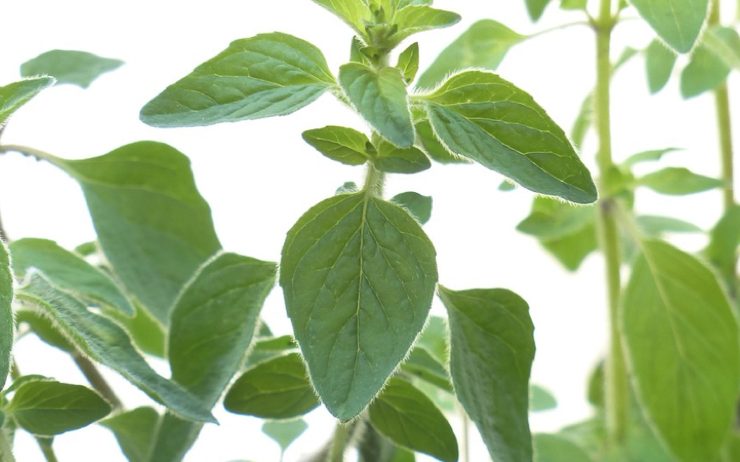 origan frais Comment faire sécher l'origan frais ?