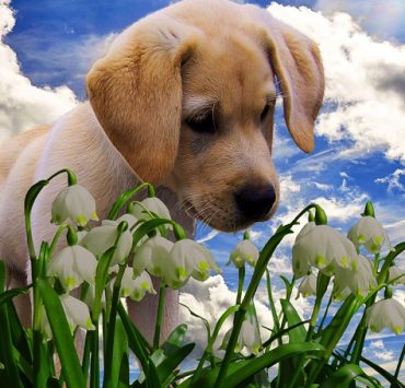 9 plantes toxiques pour les animaux et pourquoi : Un guide pour les propriétaires d'animaux 3 9 plantes toxiques pour les animaux et pourquoi : Un guide pour les propriétaires d'animaux plante chien 9 plantes toxiques pour les animaux et pourquoi : Un guide pour les propriétaires d'animaux