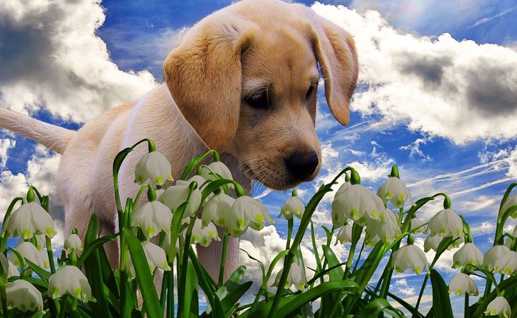 plante chien 9 plantes toxiques pour les animaux et pourquoi : Un guide pour les propriétaires d'animaux