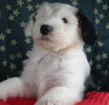 Quelle race de chien prendre quand on est allergique ? 2 Quelle race de chien prendre quand on est allergique ? bobtail Quelle race de chien prendre quand on est allergique ?