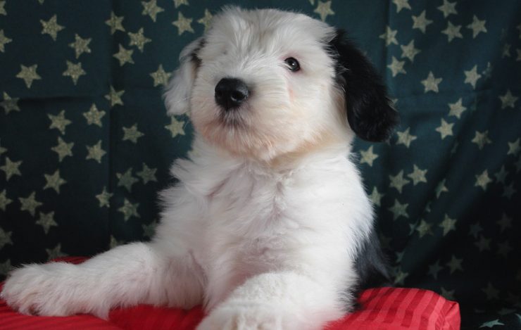 bobtail Quelle race de chien prendre quand on est allergique ?
