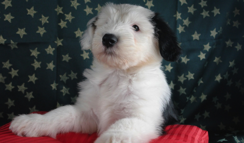Quelle race de chien prendre quand on est allergique ? 1 Quelle race de chien prendre quand on est allergique ? bobtail Quelle race de chien prendre quand on est allergique ?