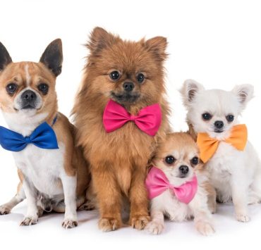 cchiennnn "Quelles sont les races de chiens qui restent petits toute leur vie ? Un guide détaillé pour choisir votre prochain compagnon à quatre pattes !"