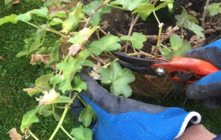comment tailler les geraniums Comment tailler les géraniums à l'automne ?