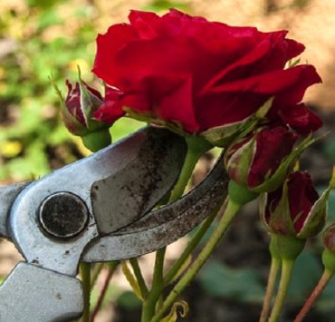 comment tailler rosier Comment tailler les rosiers à l'automne ?