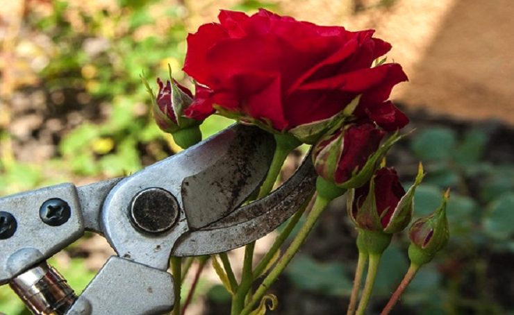 comment tailler rosier Comment tailler les rosiers à l'automne ?