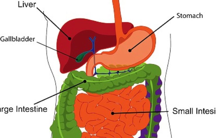 foie douleur Comment nettoyer son foie ?