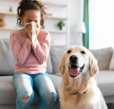hyppo "Quelle race de chien est hypoallergénique ?