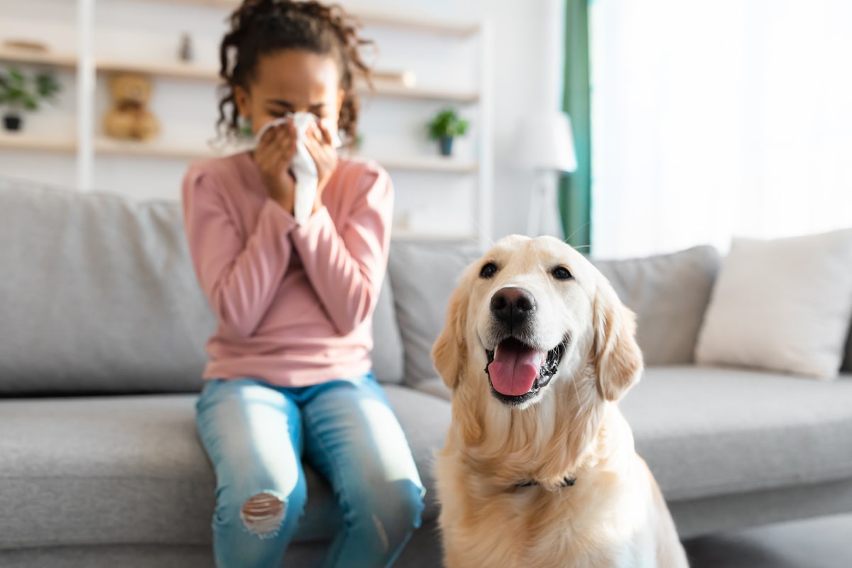 "Quelle race de chien est hypoallergénique ? 1 "Quelle race de chien est hypoallergénique ? hyppo "Quelle race de chien est hypoallergénique ?