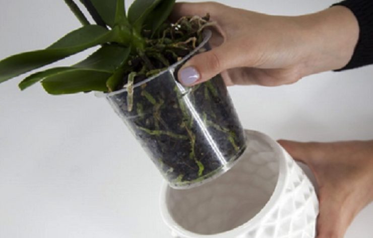 orchidee en sante Découvrez les secrets des Orchidées, pour une floraison riche et une durée de vie prolongée