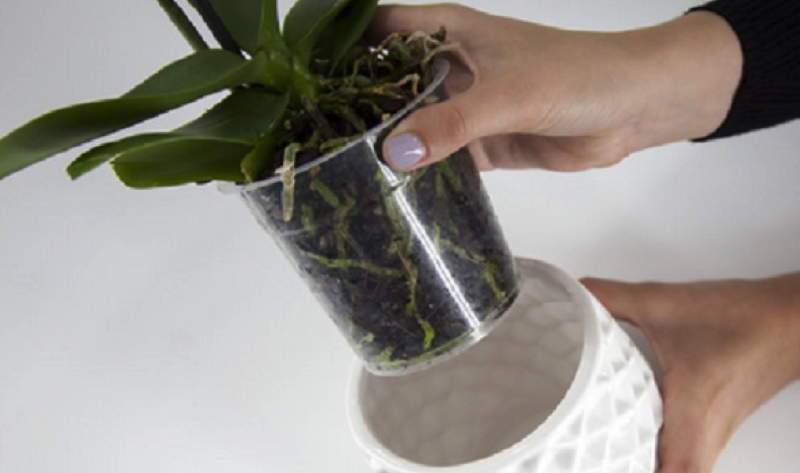 Découvrez les secrets des Orchidées, pour une floraison riche et une durée de vie prolongée 1 Découvrez les secrets des Orchidées, pour une floraison riche et une durée de vie prolongée orchidee en sante Découvrez les secrets des Orchidées, pour une floraison riche et une durée de vie prolongée