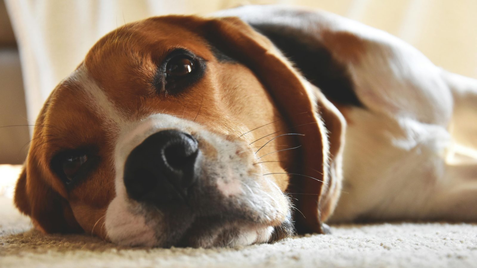 Quelle race de chien est la plus calme ? 1 Quelle race de chien est la plus calme ? pexels timo piredda 373061 1000602 Quelle race de chien est la plus calme ?