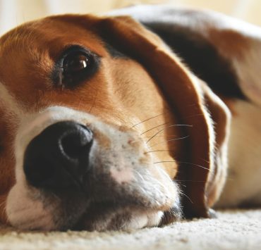 Quelle race de chien est la plus calme ? 1 Quelle race de chien est la plus calme ? pexels timo piredda 373061 1000602 Quelle race de chien est la plus calme ?