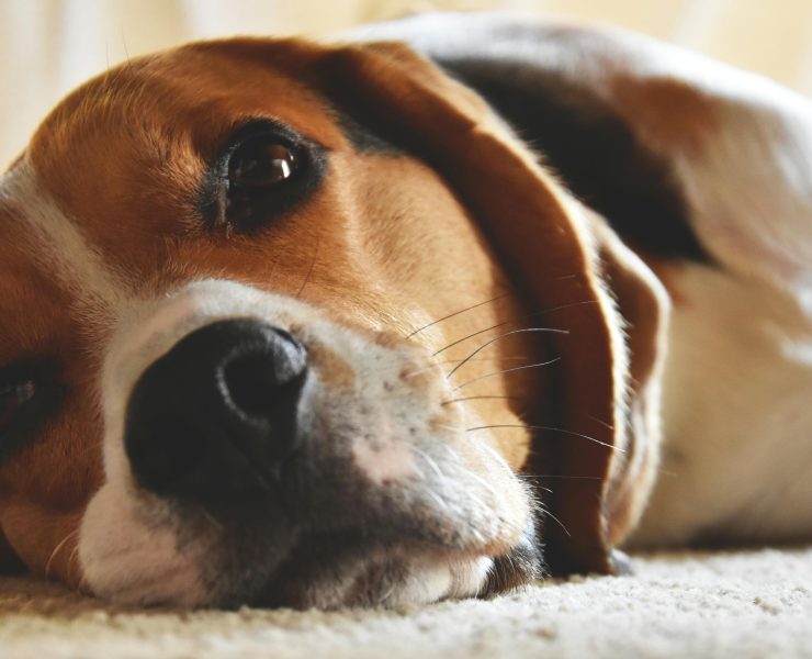 pexels timo piredda 373061 1000602 Quelle race de chien est la plus calme ?