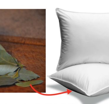 Pourquoi faut-il glisser une feuille de laurier sous son oreiller ? 3 Pourquoi faut-il glisser une feuille de laurier sous son oreiller ? placer feuille laurier oreiller Pourquoi faut-il glisser une feuille de laurier sous son oreiller ?