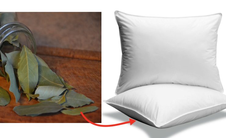 placer feuille laurier oreiller Pourquoi faut-il glisser une feuille de laurier sous son oreiller ?