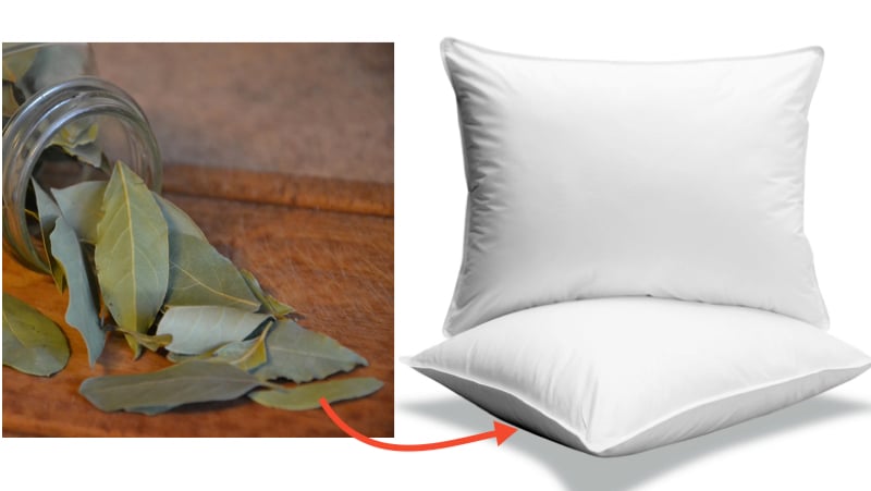 Pourquoi faut-il glisser une feuille de laurier sous son oreiller ? 1 Pourquoi faut-il glisser une feuille de laurier sous son oreiller ? placer feuille laurier oreiller Pourquoi faut-il glisser une feuille de laurier sous son oreiller ?
