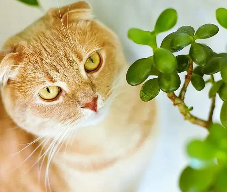 plantechat "Quelles sont les plantes d'int&eacute;rieur toxiques pour les chats?